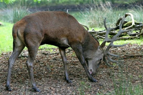 Rothirsch Brunft Wildpark Alte Fasanerie Klein Auheim 2016