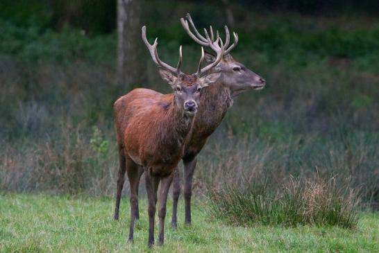 Rothirsch Brunft Wildpark Alte Fasanerie Klein Auheim 2016