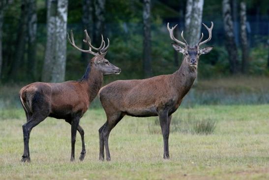 Rothirsch Brunft Wildpark Alte Fasanerie Klein Auheim 2016