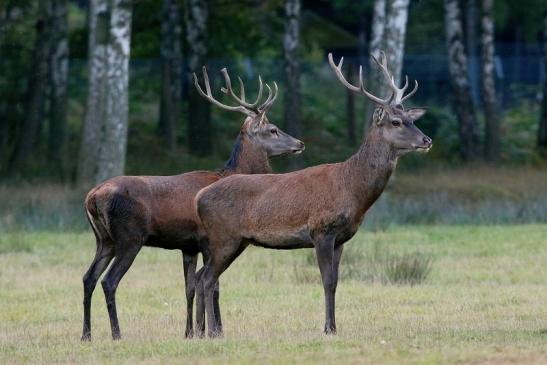 Rothirsch Brunft Wildpark Alte Fasanerie Klein Auheim 2016