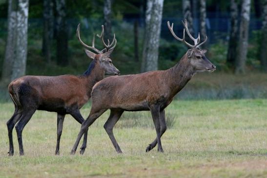 Rothirsch Brunft Wildpark Alte Fasanerie Klein Auheim 2016