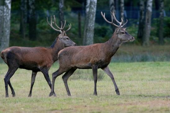 Rothirsch Brunft Wildpark Alte Fasanerie Klein Auheim 2016