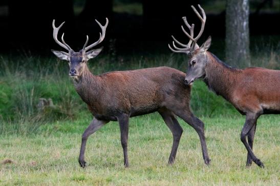 Rothirsch Brunft Wildpark Alte Fasanerie Klein Auheim 2016