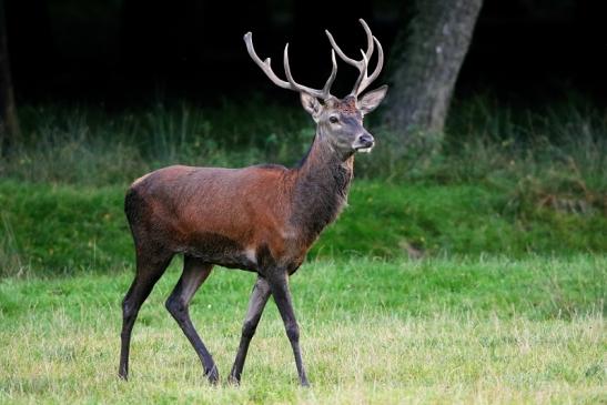 Rothirsch Brunft Wildpark Alte Fasanerie Klein Auheim 2016