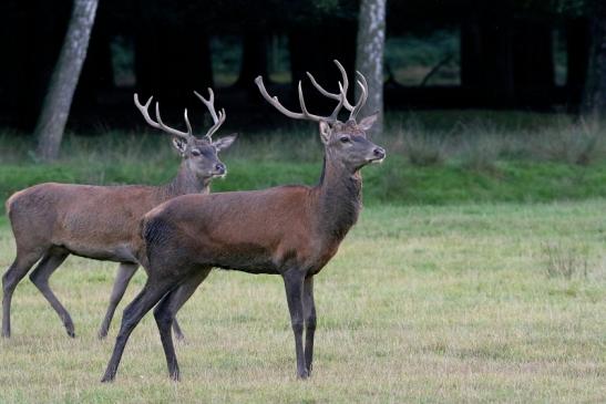 Rothirsch Brunft Wildpark Alte Fasanerie Klein Auheim 2016