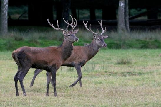 Rothirsch Brunft Wildpark Alte Fasanerie Klein Auheim 2016