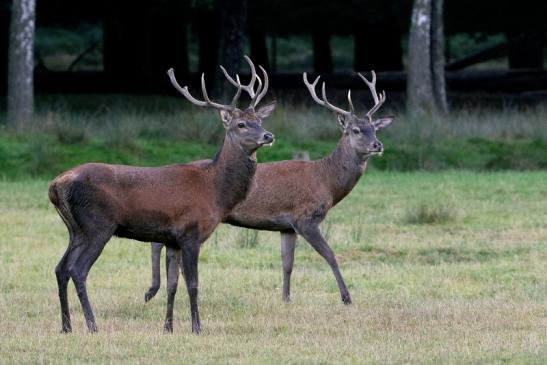 Rothirsch Brunft Wildpark Alte Fasanerie Klein Auheim 2016