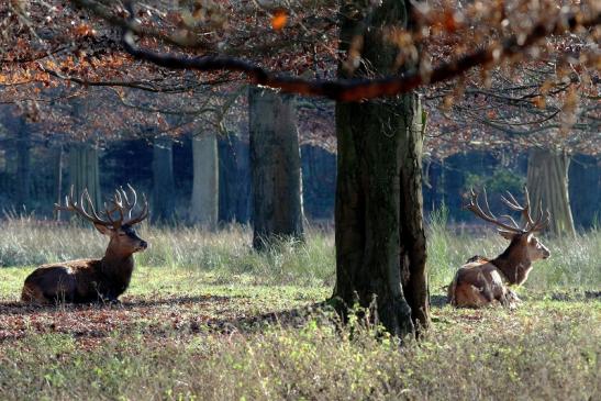 Rothirsch Brunft Wildpark Alte Fasanerie Klein Auheim 2016