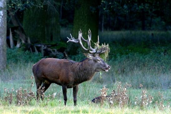 Rothirsch Brunft Wildpark Alte Fasanerie Klein Auheim 2016