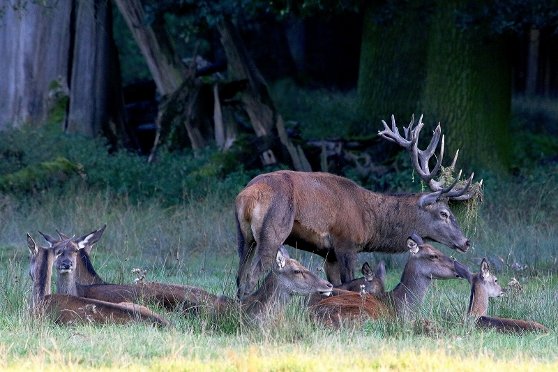Rothirsch Brunft Wildpark Alte Fasanerie Klein Auheim 2016