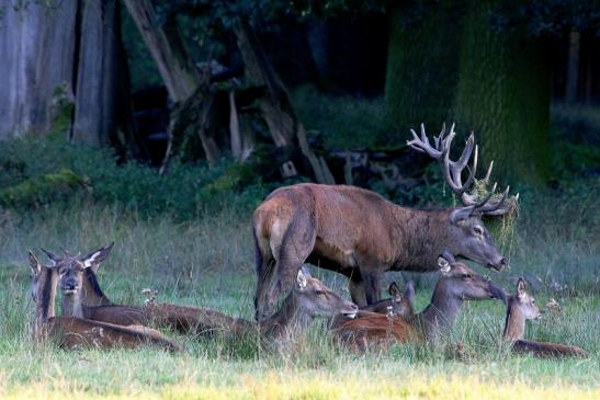 Rothirsch Brunft Wildpark Alte Fasanerie Klein Auheim 2016