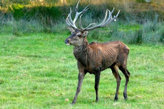 Rothirsch Brunft Wildpark Alte Fasanerie Klein Auheim 2016