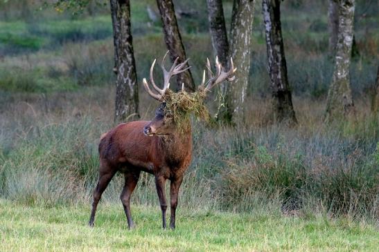 Rothirsch Brunft Wildpark Alte Fasanerie Klein Auheim 2016