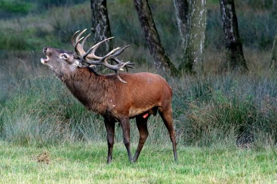 Rothirsch Brunft Wildpark Alte Fasanerie Klein Auheim 2016