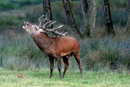 Rothirsch Brunft Wildpark Alte Fasanerie Klein Auheim 2016