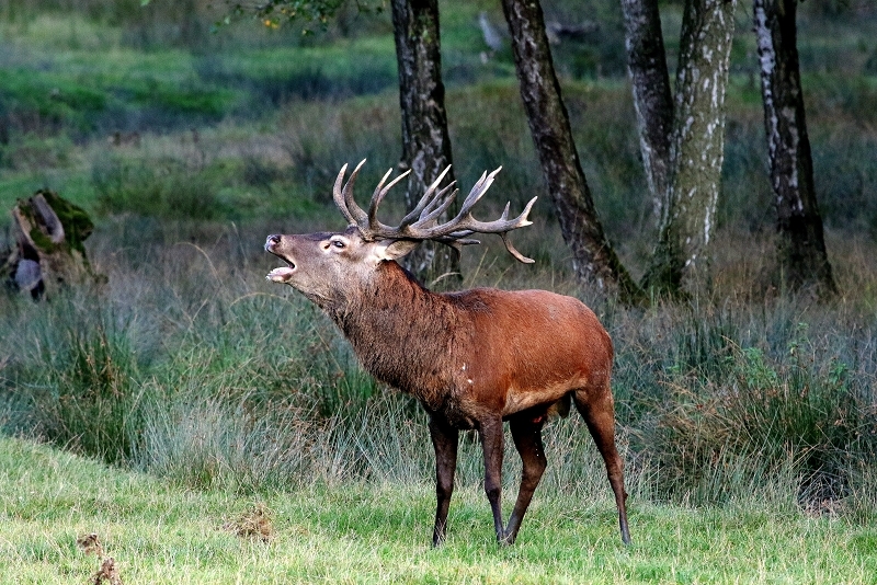 Rothirsch Brunft Wildpark Alte Fasanerie Klein Auheim 2016