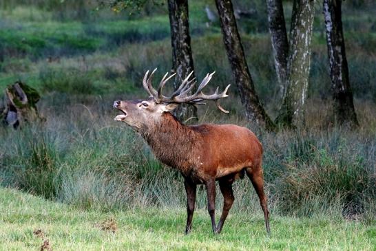 Rothirsch Brunft Wildpark Alte Fasanerie Klein Auheim 2016