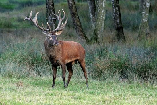 Rothirsch Brunft Wildpark Alte Fasanerie Klein Auheim 2016