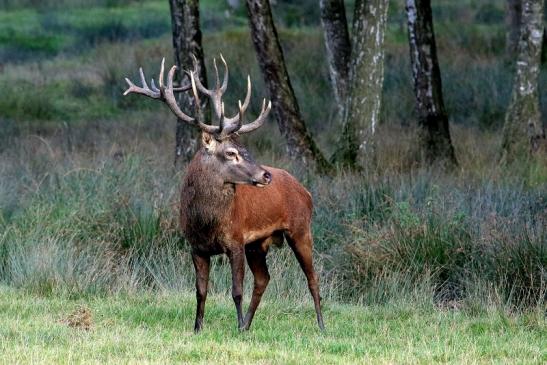 Rothirsch Brunft Wildpark Alte Fasanerie Klein Auheim 2016