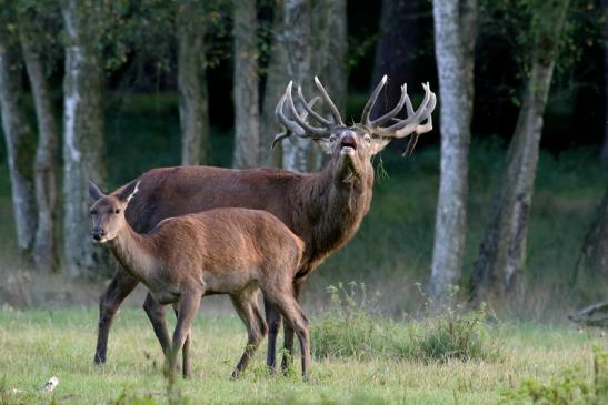 Rothirsch Brunft Wildpark Alte Fasanerie Klein Auheim 2016