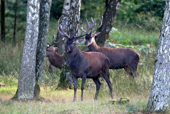 Rothirsch Brunft Wildpark Alte Fasanerie Klein Auheim 2016