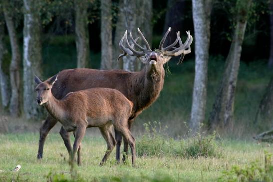 Rothirsch Brunft Wildpark Alte Fasanerie Klein Auheim 2016