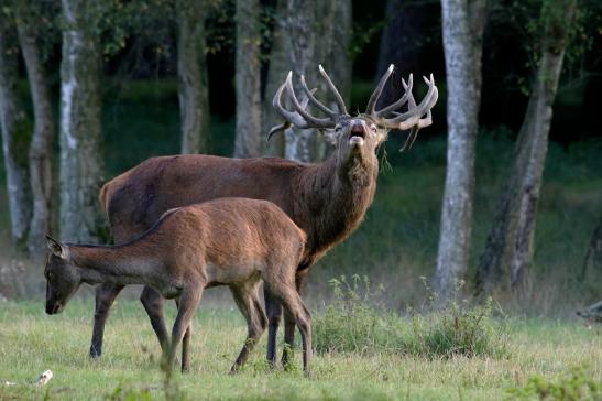 Rothirsch Brunft Wildpark Alte Fasanerie Klein Auheim 2016