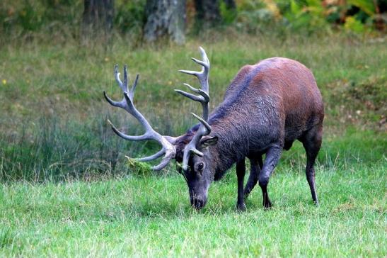 Rothirsch Brunft Wildpark Alte Fasanerie Klein Auheim 2016