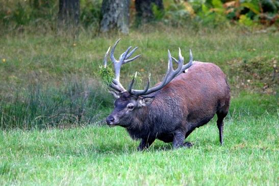 Rothirsch Brunft Wildpark Alte Fasanerie Klein Auheim 2016