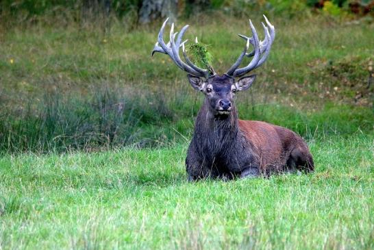 Rothirsch Brunft Wildpark Alte Fasanerie Klein Auheim 2016