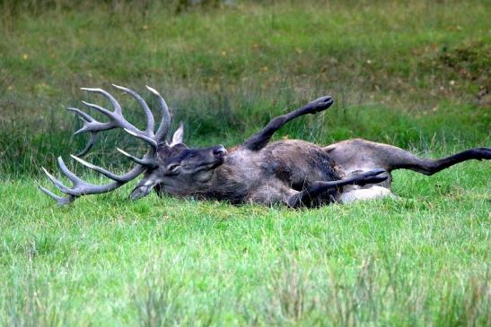 Rothirsch Brunft Wildpark Alte Fasanerie Klein Auheim 2016