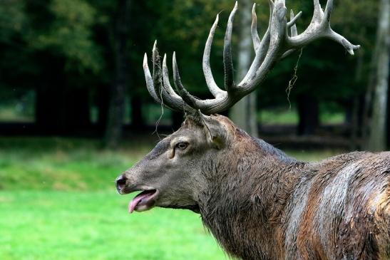 Rothirsch Brunft Wildpark Alte Fasanerie Klein Auheim 2017