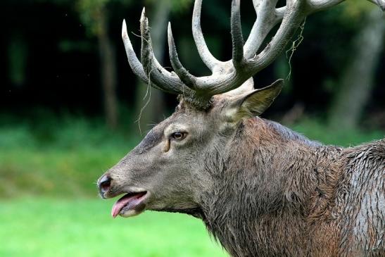 Rothirsch Brunft Wildpark Alte Fasanerie Klein Auheim 2017