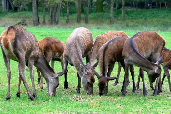 Rothirsch Wildpark Alte Fasanerie Klein Auheim 2017