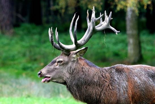 Rothirsch Brunft Wildpark Alte Fasanerie Klein Auheim 2017