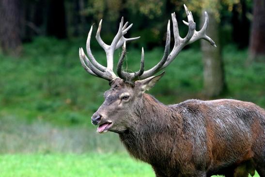 Rothirsch Brunft Wildpark Alte Fasanerie Klein Auheim 2017