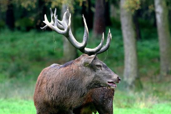 Rothirsch Brunft Wildpark Alte Fasanerie Klein Auheim 2017