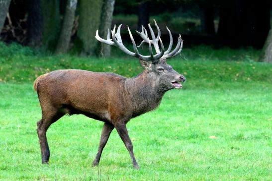 Rothirsch Brunft Wildpark Alte Fasanerie Klein Auheim 2017