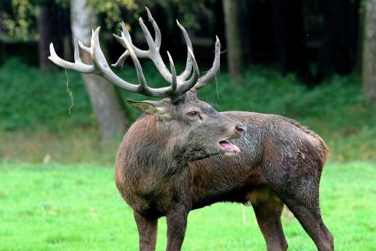 Rothirsch Brunft Wildpark Alte Fasanerie Klein Auheim 2017