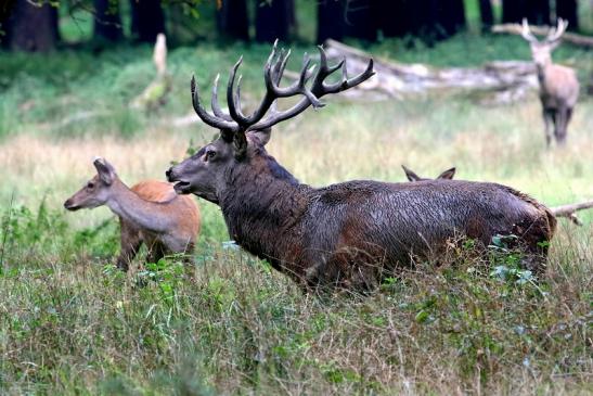 Rothirsch Brunft Wildpark Alte Fasanerie Klein Auheim 2017