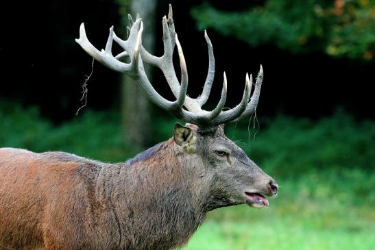 Rothirsch Brunft Wildpark Alte Fasanerie Klein Auheim 2017