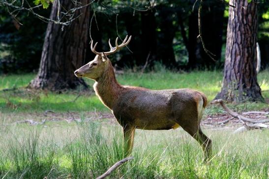 Rothirsch Wildpark Alte Fasanerie Klein Auheim 2017