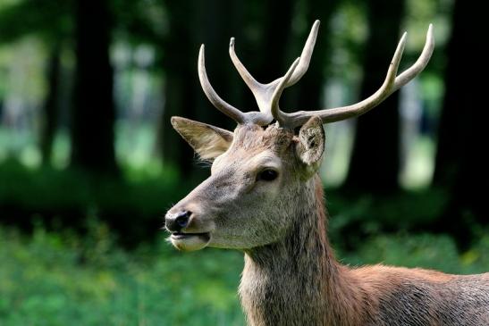 Rothirsch Wildpark Alte Fasanerie Klein Auheim 2017