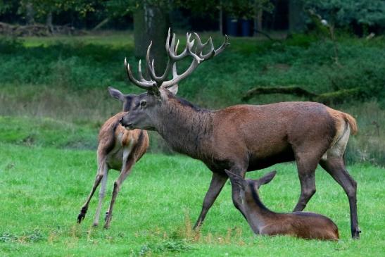 Rothirsch Wildpark Alte Fasanerie Klein Auheim 2017