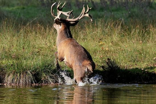 Rothirsch Brunft Wildpark Alte Fasanerie Klein Auheim 2017