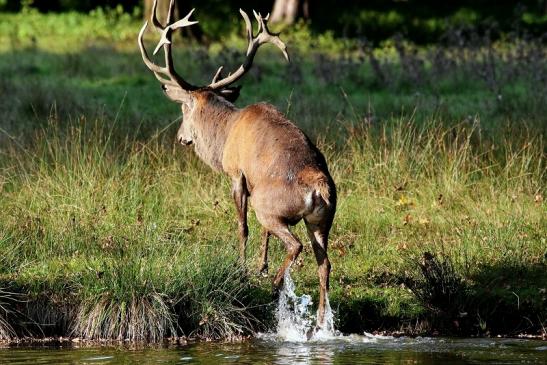 Rothirsch Brunft Wildpark Alte Fasanerie Klein Auheim 2017