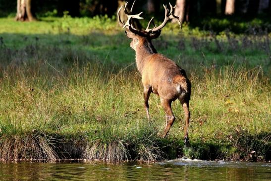 Rothirsch Brunft Wildpark Alte Fasanerie Klein Auheim 2017