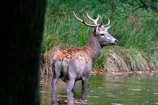 Rothirsch Wildpark Alte Fasanerie Klein Auheim 2017