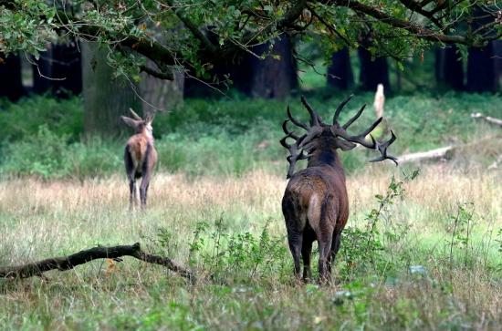 Rothirsch Brunft Wildpark Alte Fasanerie Klein Auheim 2017