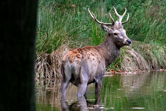 Rothirsch Wildpark Alte Fasanerie Klein Auheim 2017